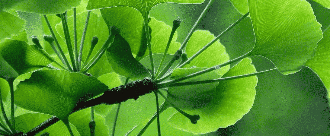 Ginkgo biloba