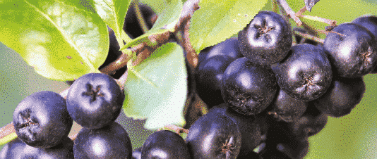 aronia berry