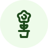 Bacopa
