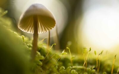 Magnésium et stress : le minéral que tu épuises sans le savoir