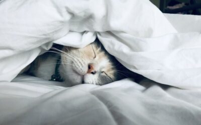 Sommeil du sportif : la récupération commence la nuit