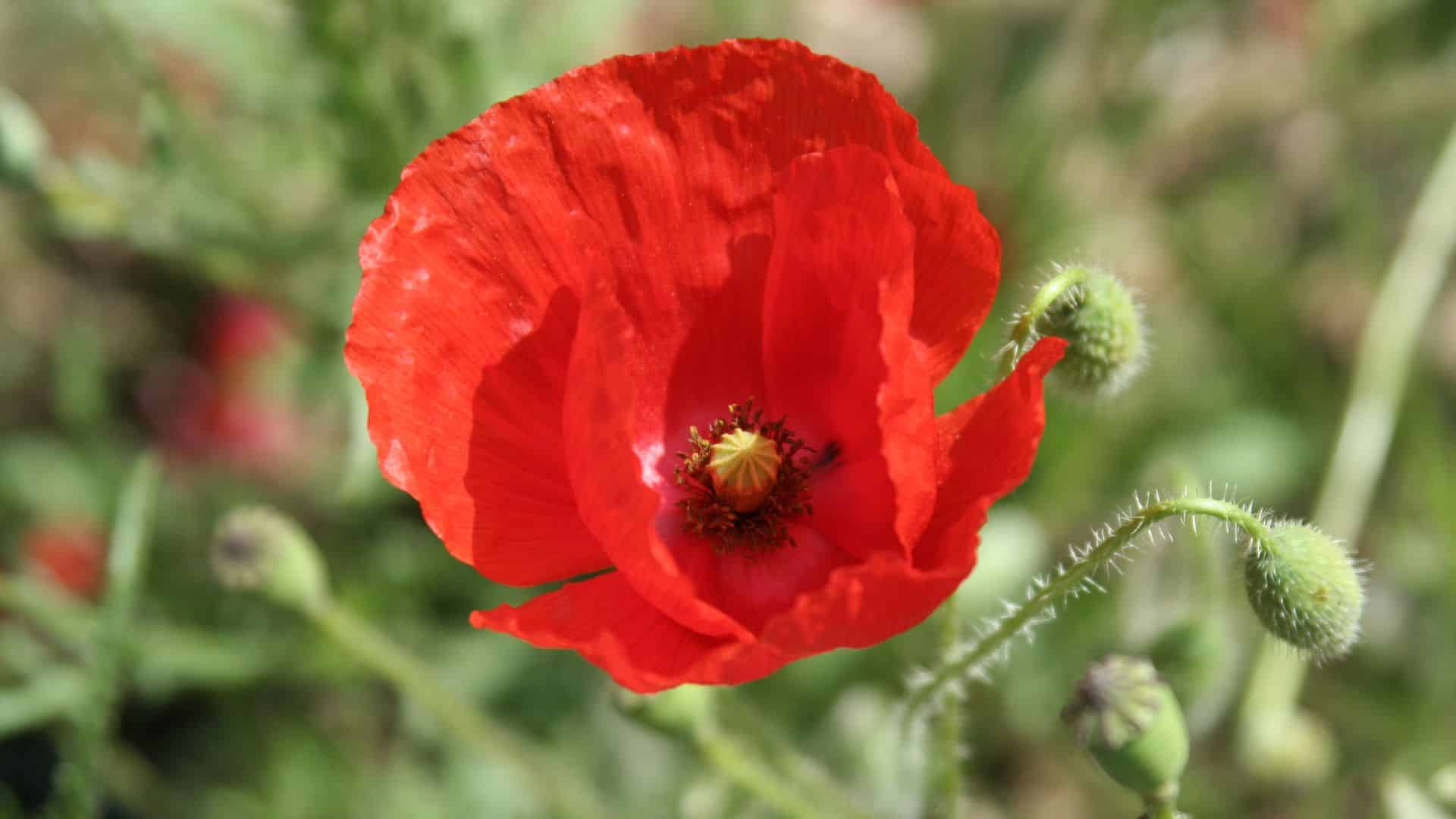 Coquelicot