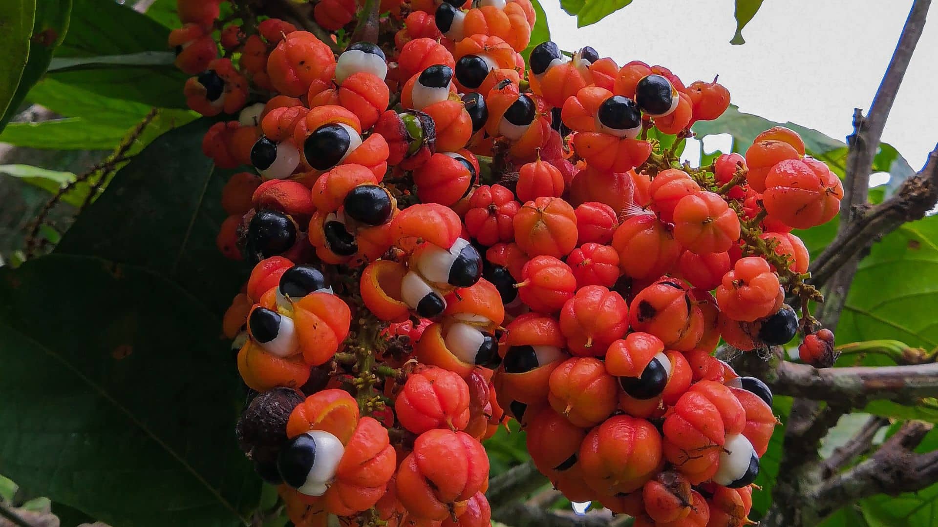 Guarana