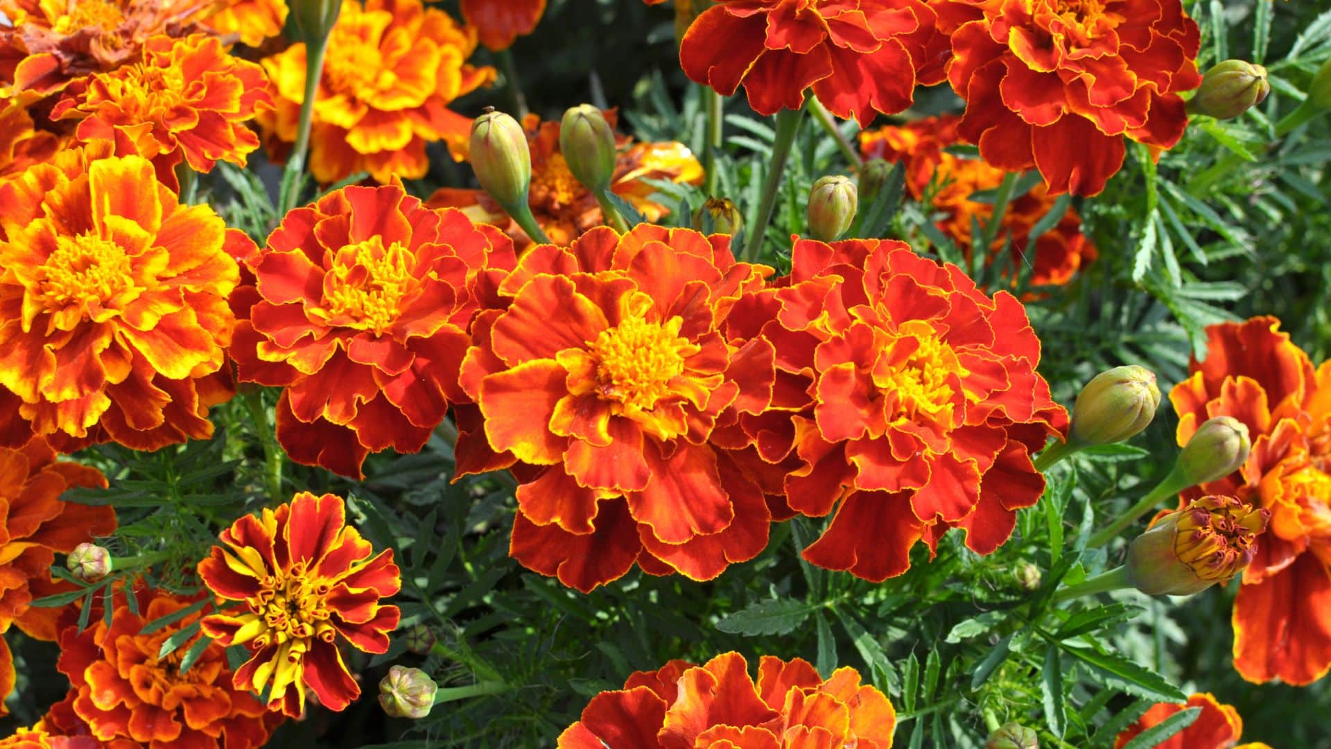 Lutéine Zéaxanthine