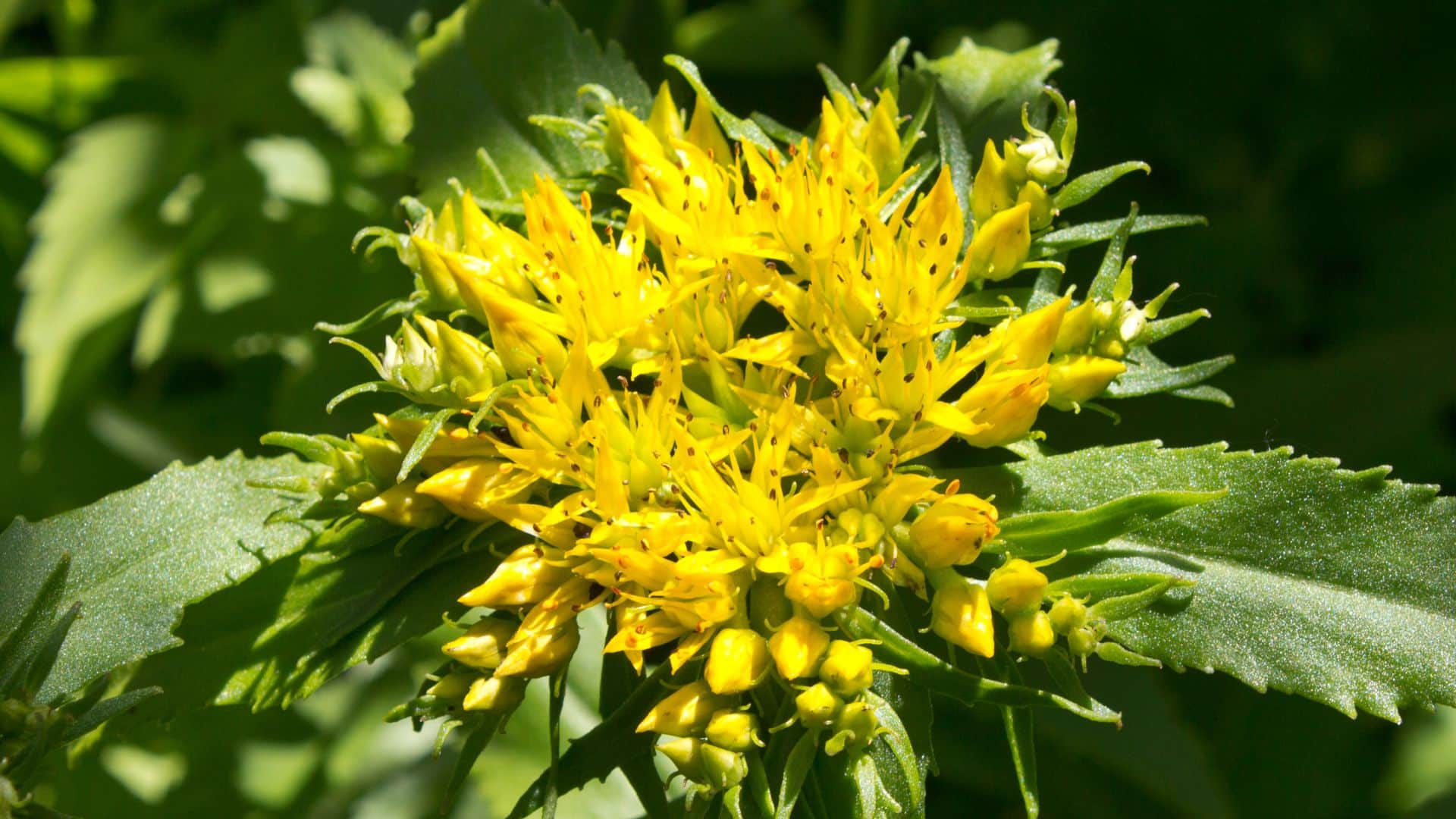 Rhodiola rosea